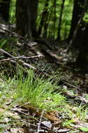 Image of bashful bulrush