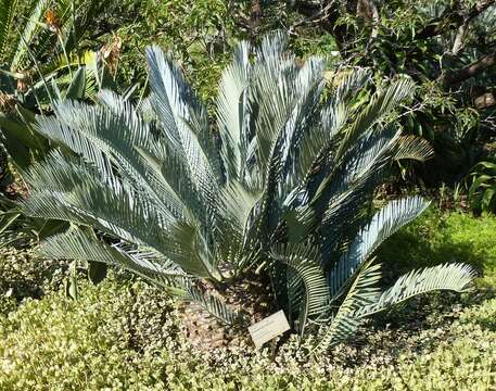 Image of Karoo cycad