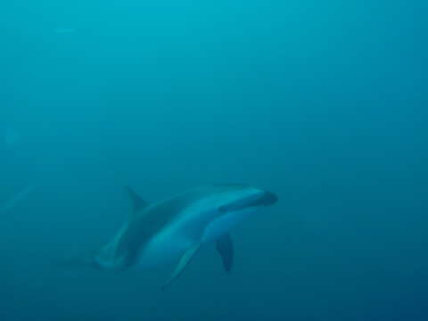 Image of Dusky Dolphin