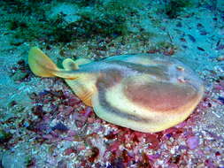 Image of Cape Numbfish