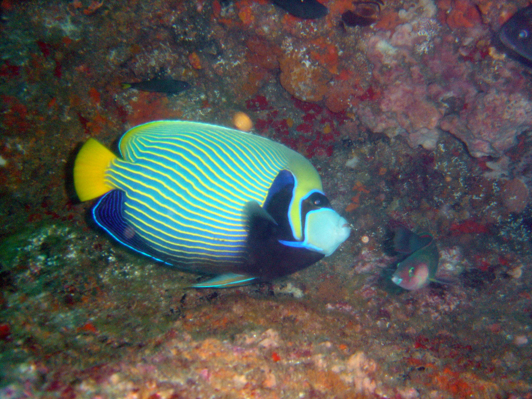 Image of Angelfish