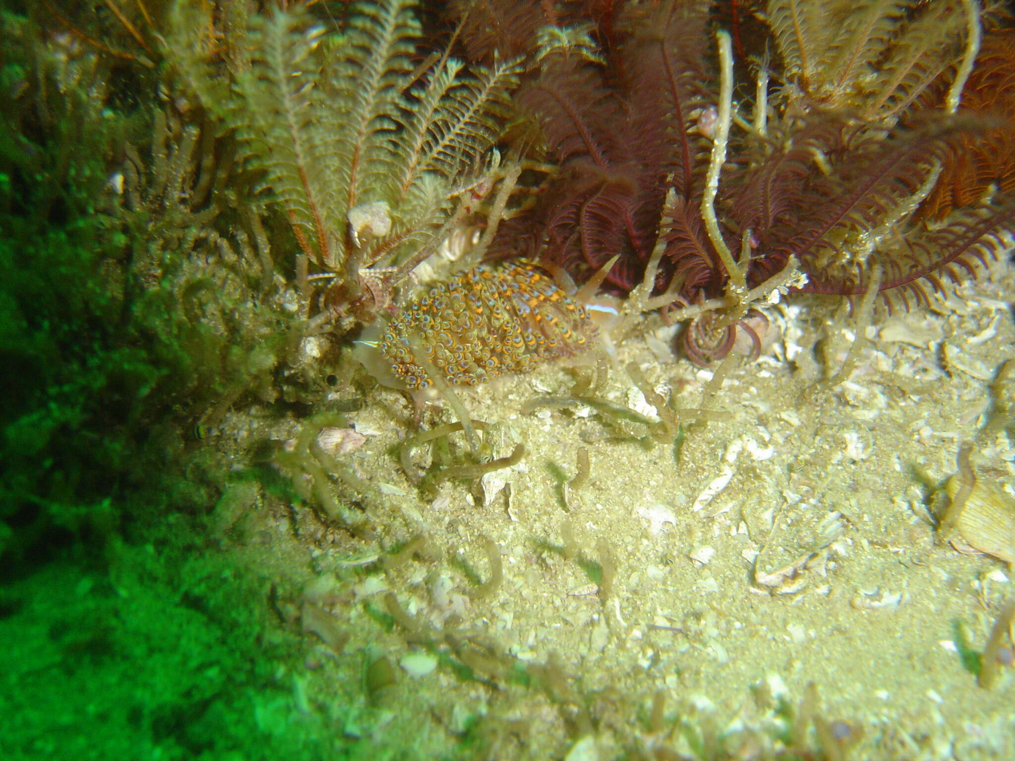 Image of four-colour nudibranch