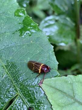 Image of Sphenorhina clarivenosa (Jacobi 1908)