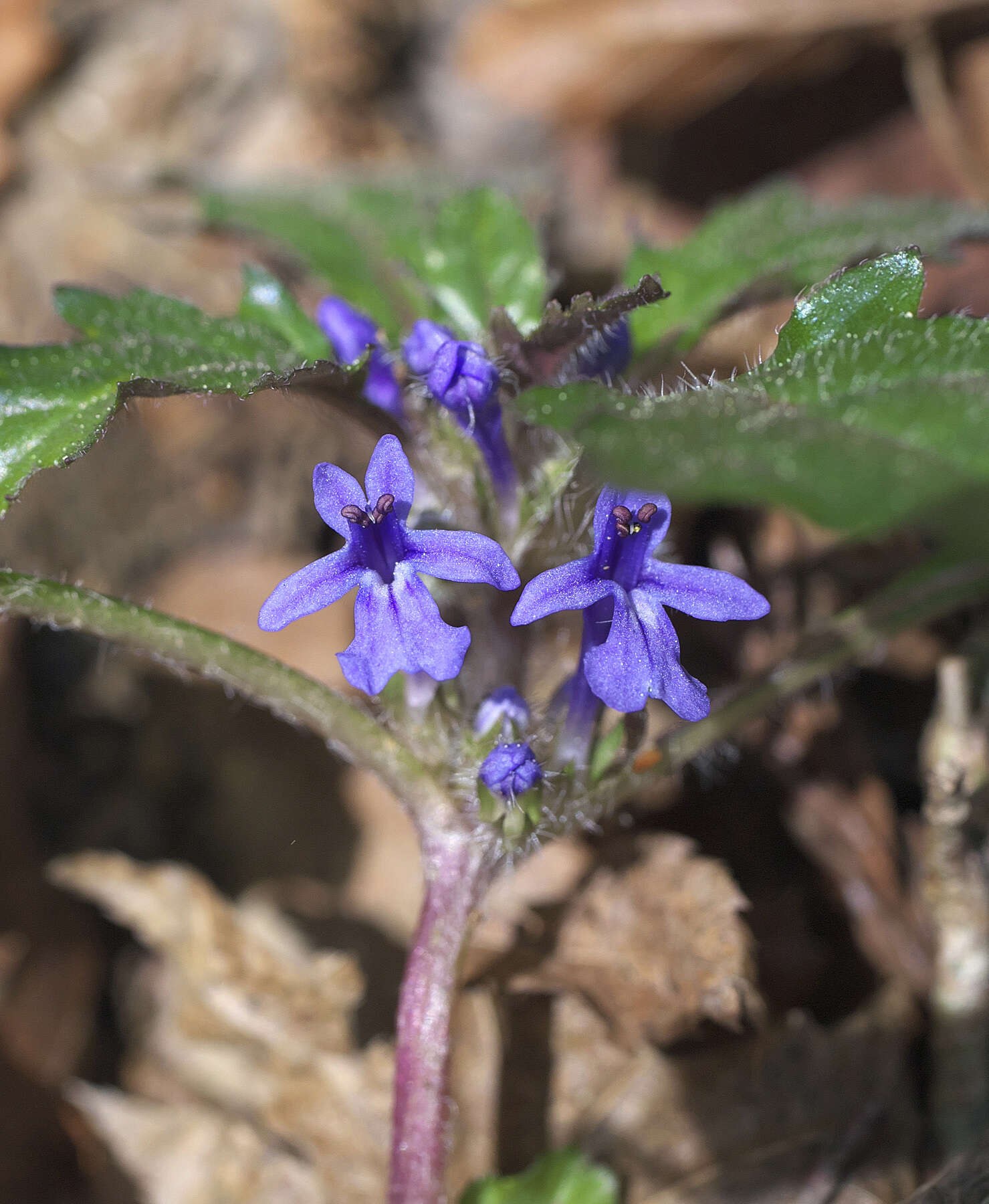 Image of Ajuga makinoi Nakai