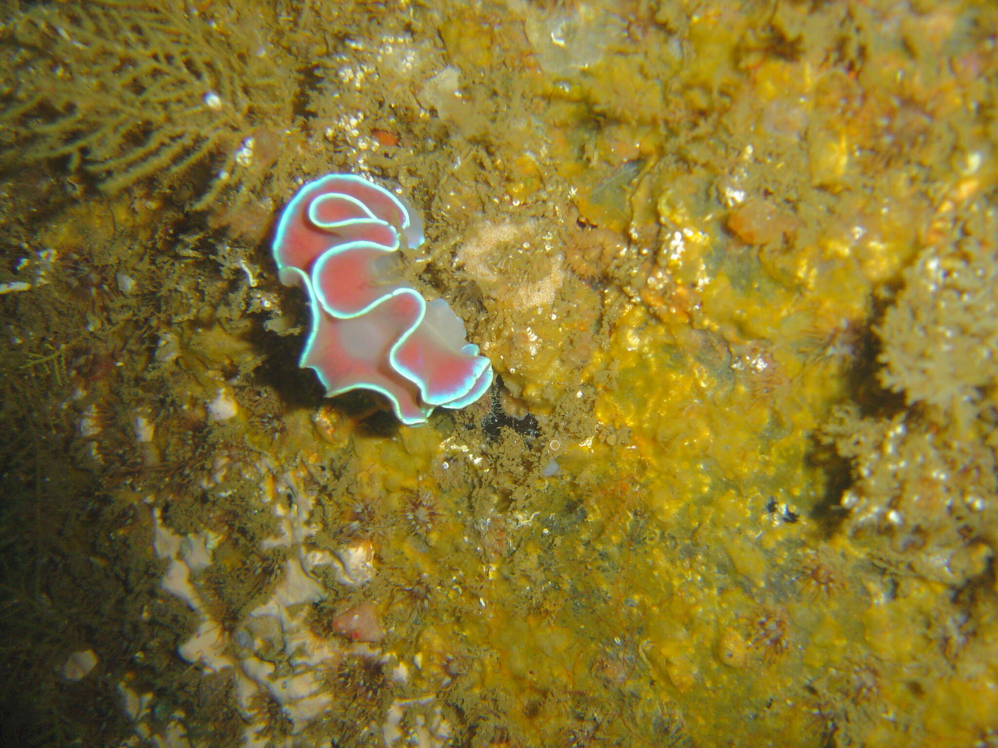 Lemindidae Griffiths 1985 resmi