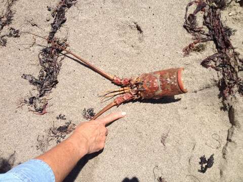 Image of California Spiny Lobster