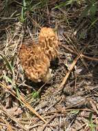 Image de Morchella tridentina Bres. 1898