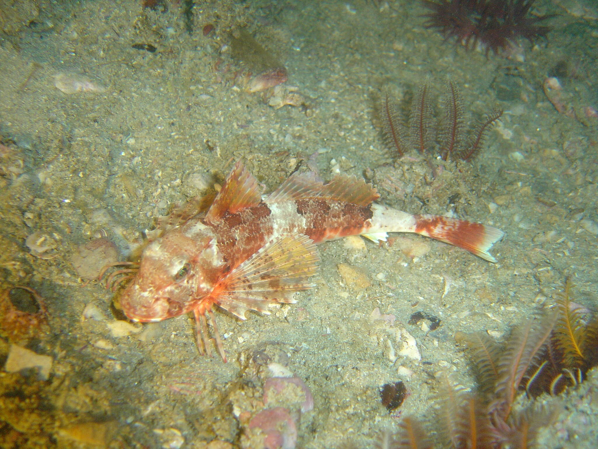 Chelidonichthys capensis (Cuvier 1829) resmi