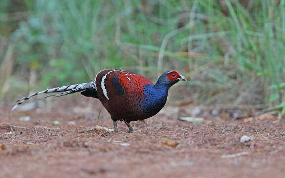 Image of Hume's Bar-tailed Pheasant