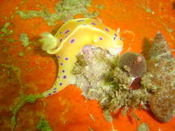 Image of Ceratosoma ingozi Gosliner 1996