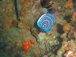 Image of Angelfish