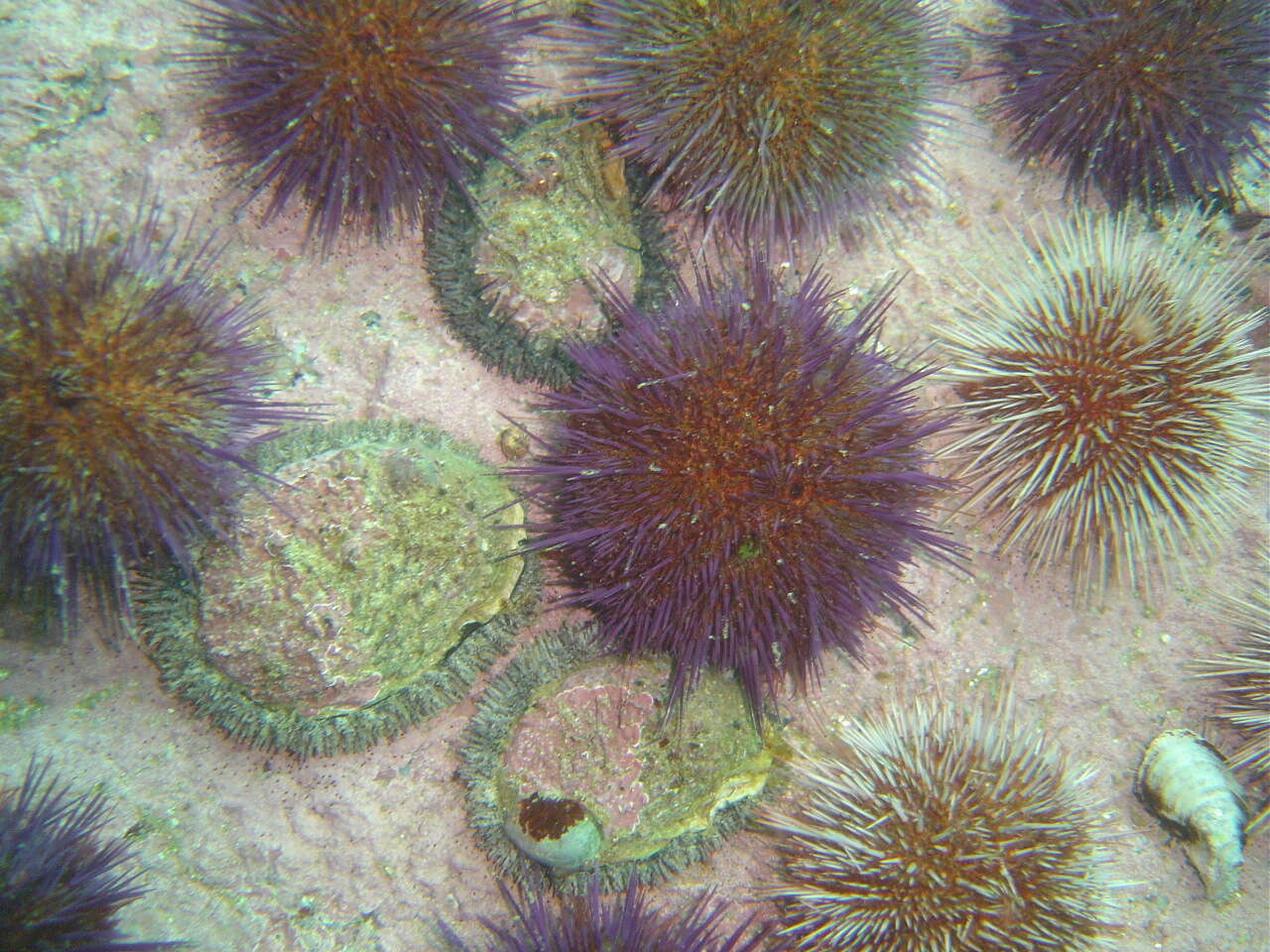 Image of Midas Ear Abalone