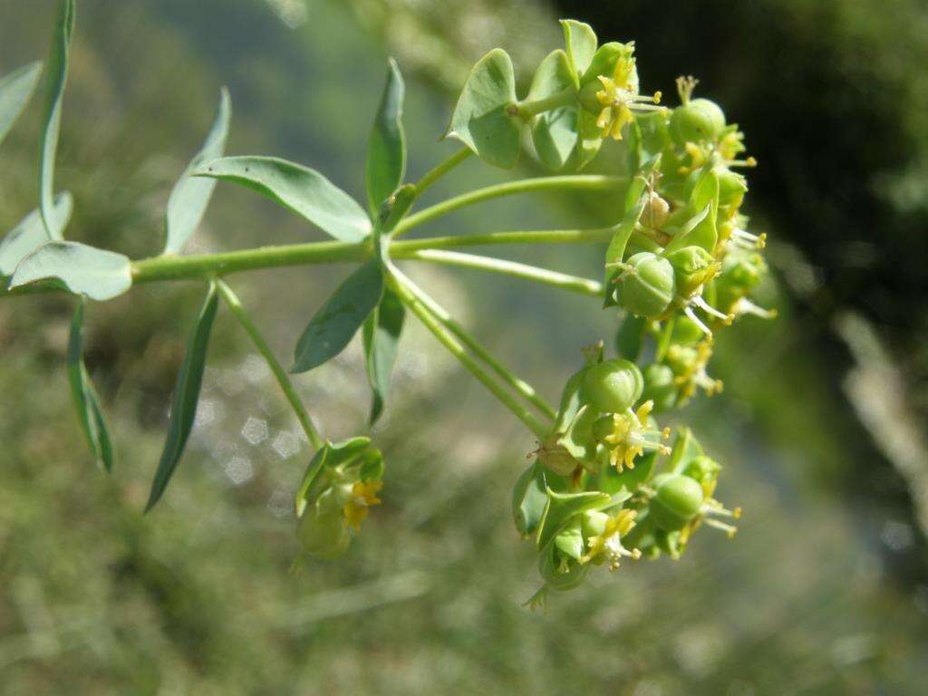 Image of Euphorbia nicaeensis var. hispanica (Degen & Hervier) Cuatrec.