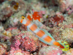 Image of Beautiful prawn-goby