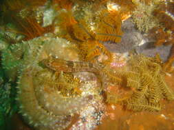 Image of Speckled Klipfish