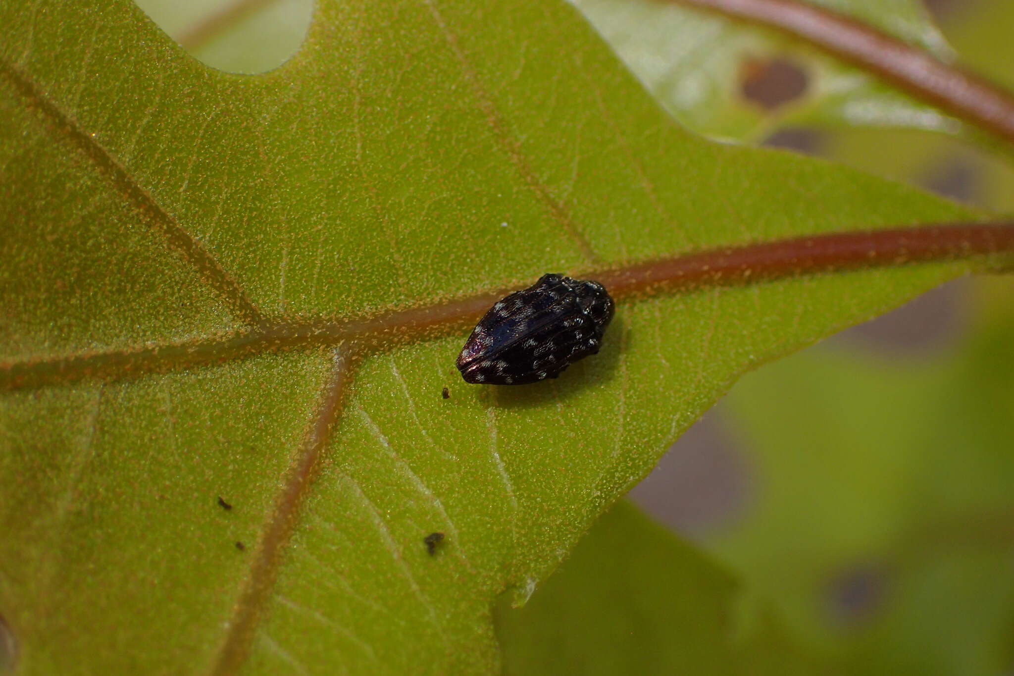 Imagem de Brachys tesselatus (Fabricius 1801)