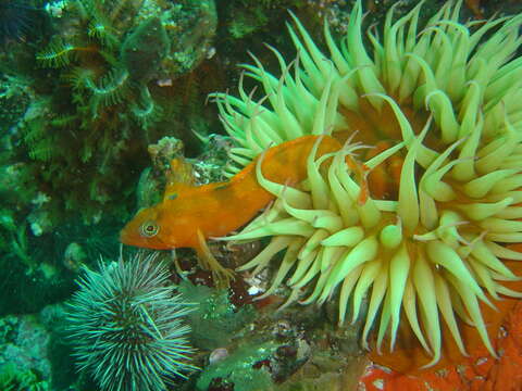 Image of Speckled Klipfish