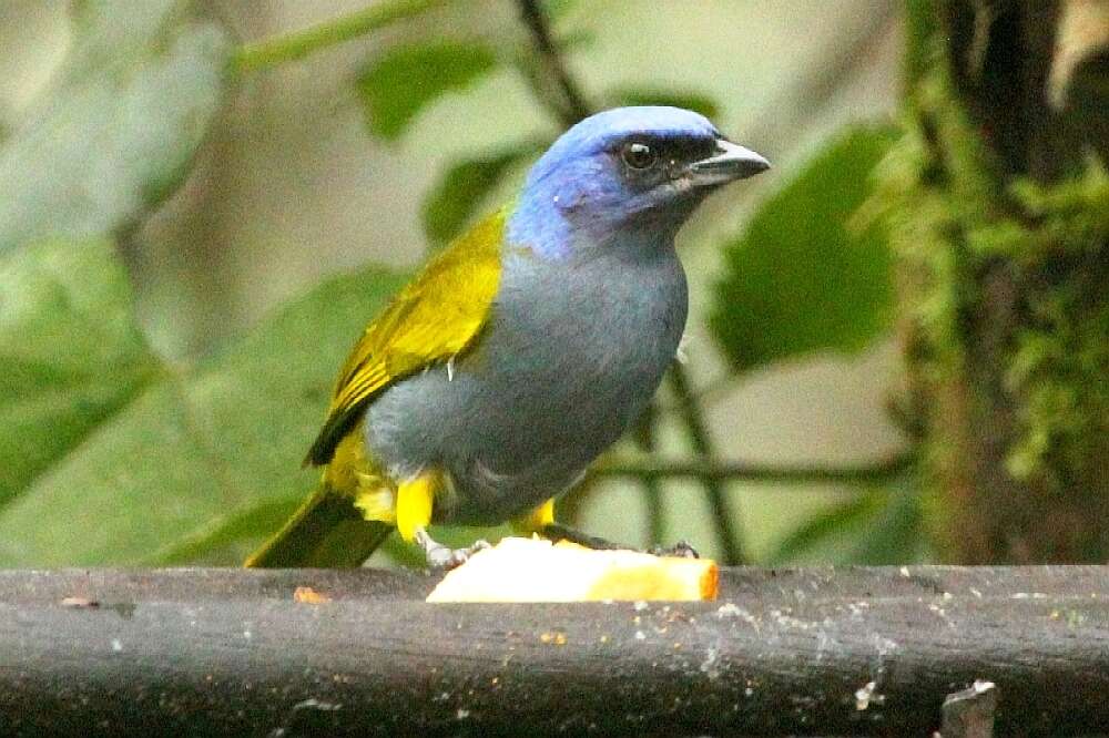 Image of Blue-capped Tanager