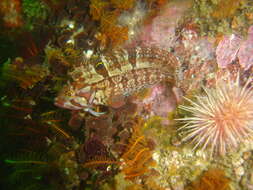 Image of Speckled Klipfish