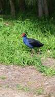 Image of Australasian Swamphen