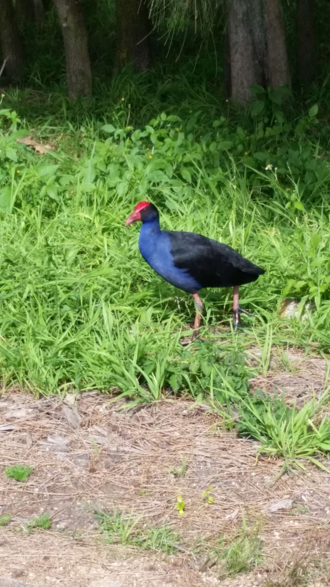 Image of Australasian Swamphen