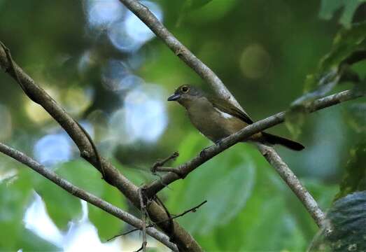 Image of Fulvous-crested Tanager