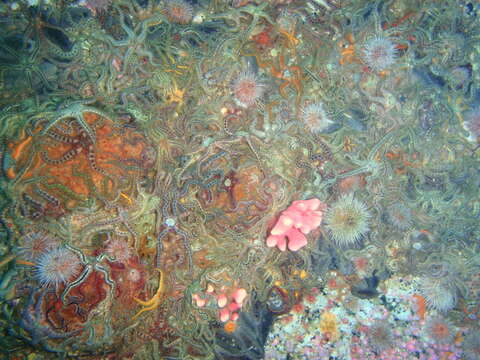 Image of Common brittlestar