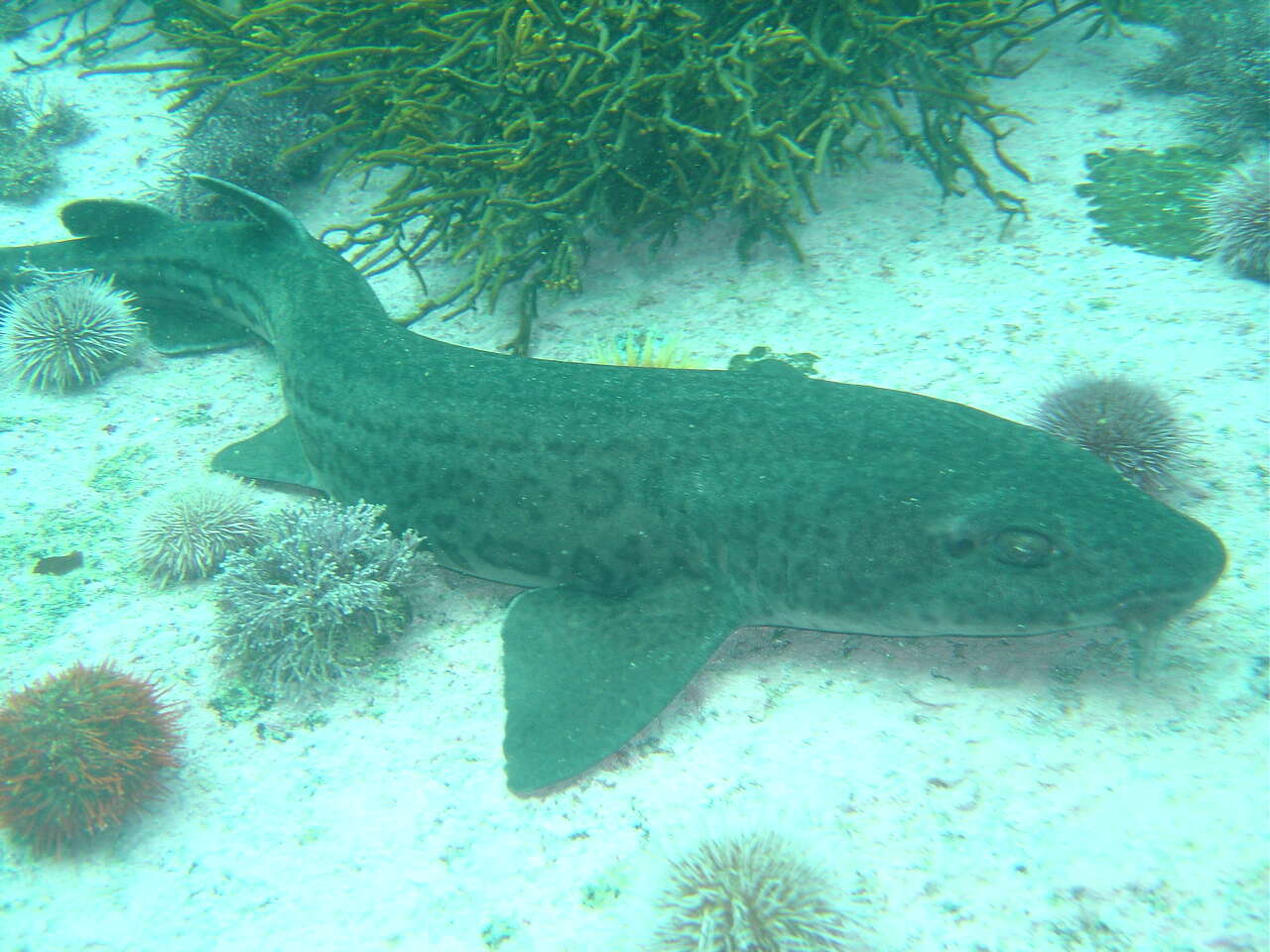 Image of Leopard Catshark