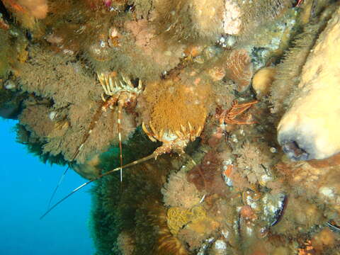 Image of Cape Rock Lobster