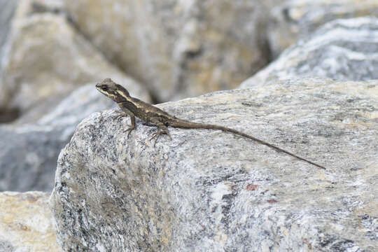 Image of East Himalayan Mountain Lizard