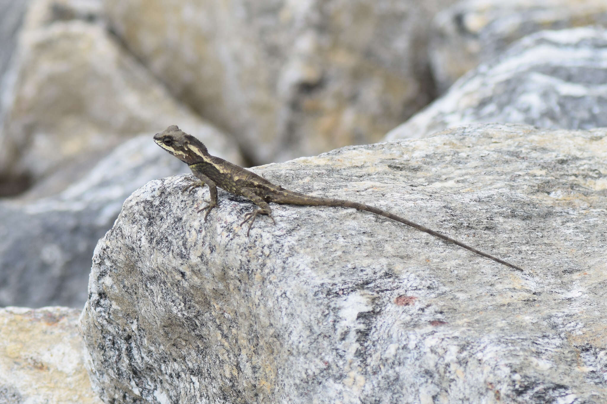 Image of East Himalayan Mountain Lizard