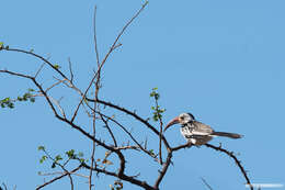 Image of Northern Red-billed Hornbill