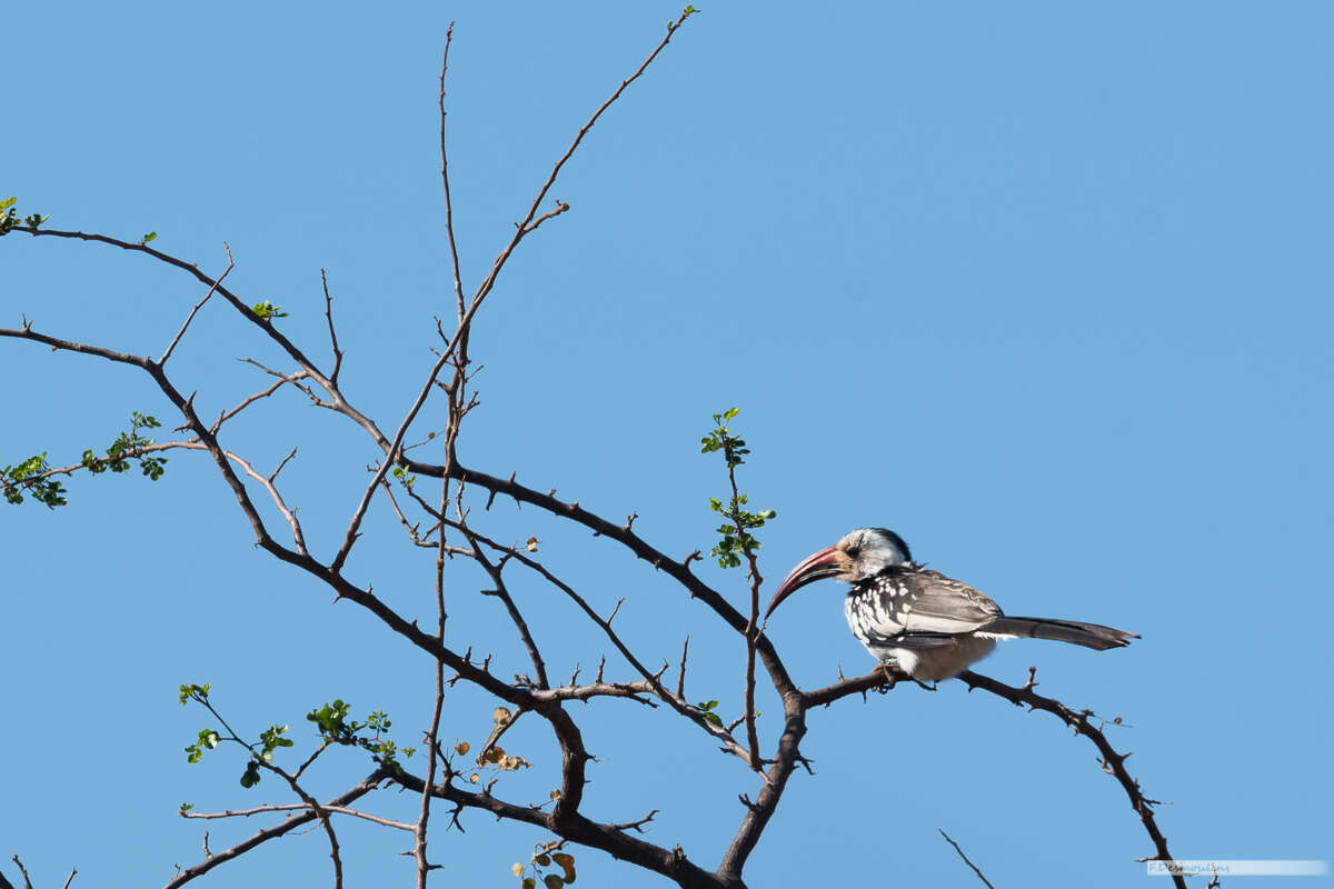 Image of Northern Red-billed Hornbill