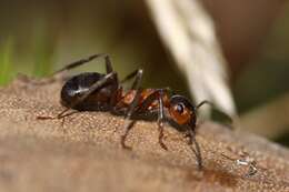 Image of European Red Wood Ant