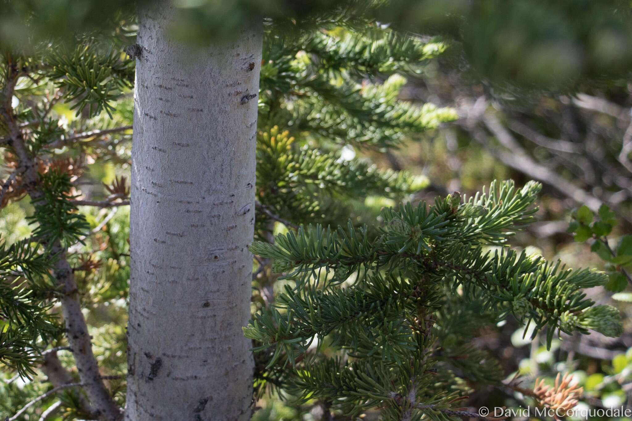 Image of subalpine fir