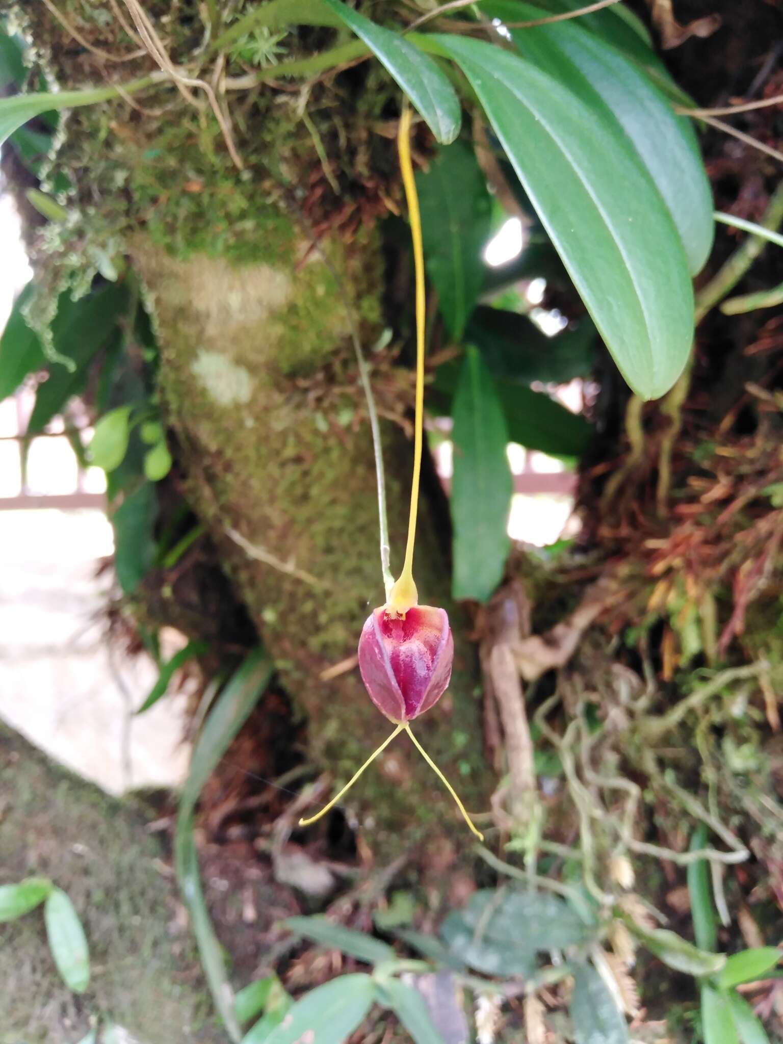 Plancia ëd Masdevallia lata Rchb. fil.