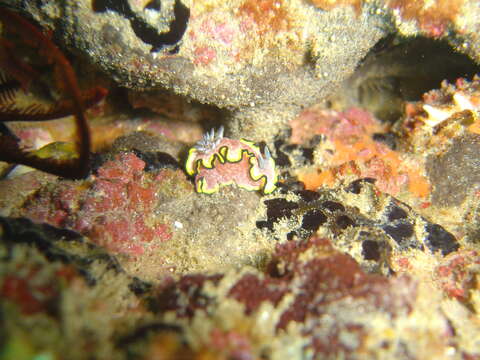 Image of Mauve green edged stocky slug