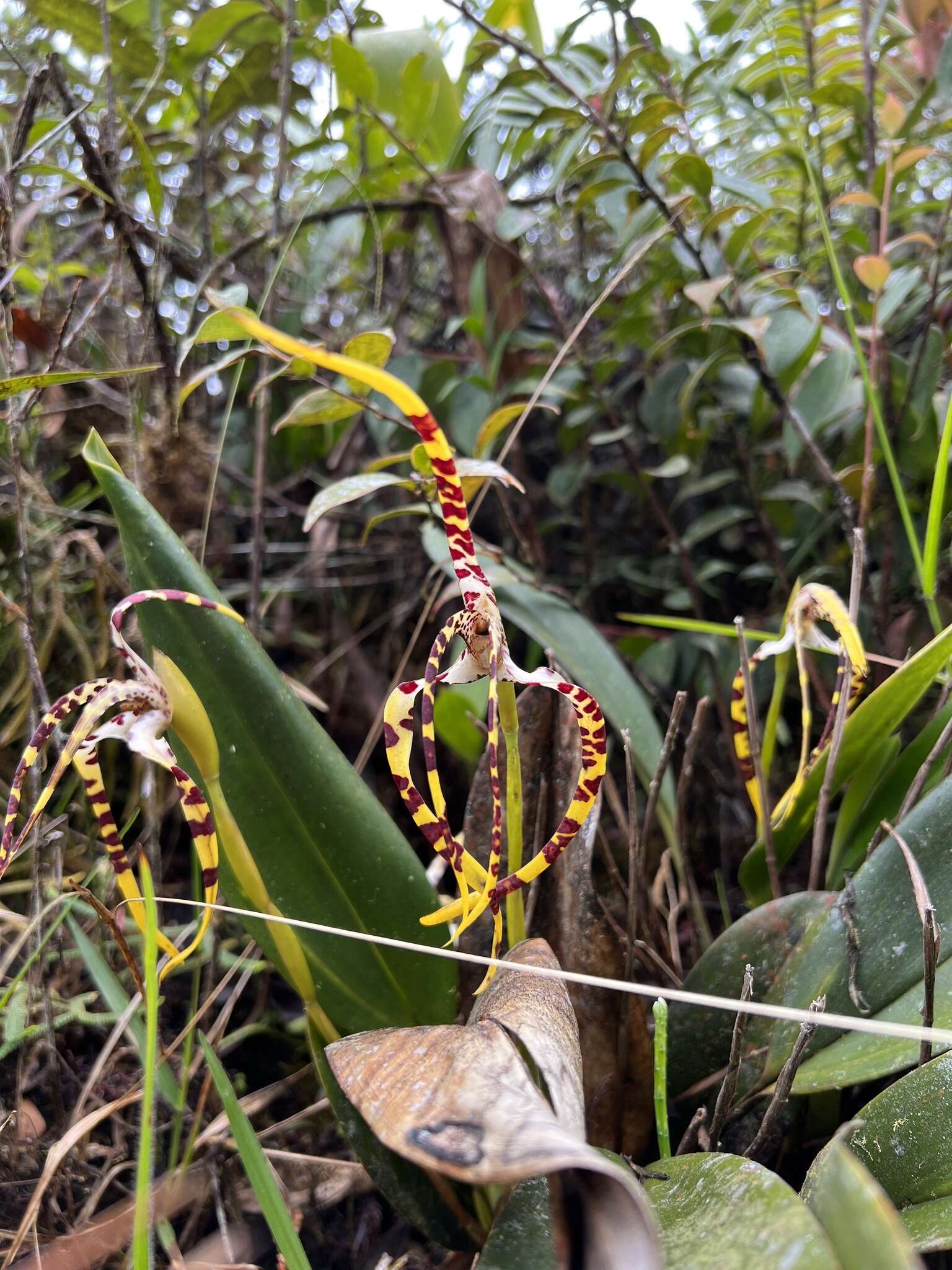Image of Maxillaria speciosa Rchb. fil.