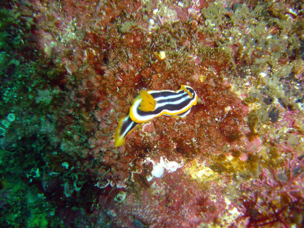 Image of Chromodoris africana Eliot 1904