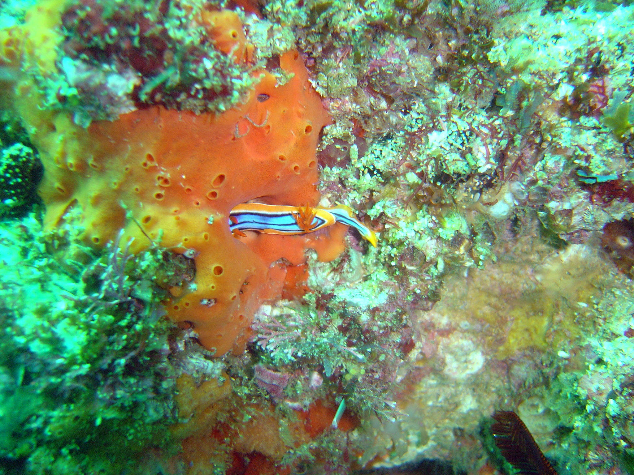 Image of Chromodoris hamiltoni Rudman 1977