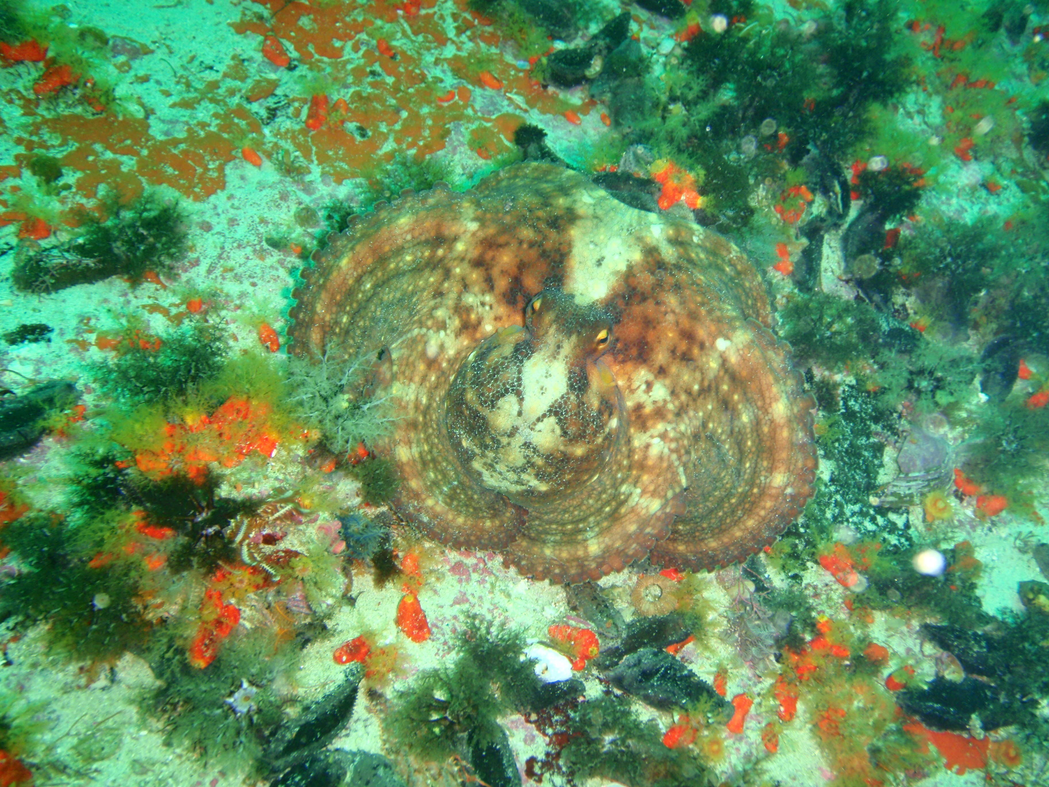 Image of Common octopus