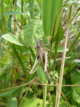 Image of Platycleis affinis Fieber 1853