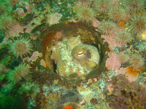 Image of Common octopus