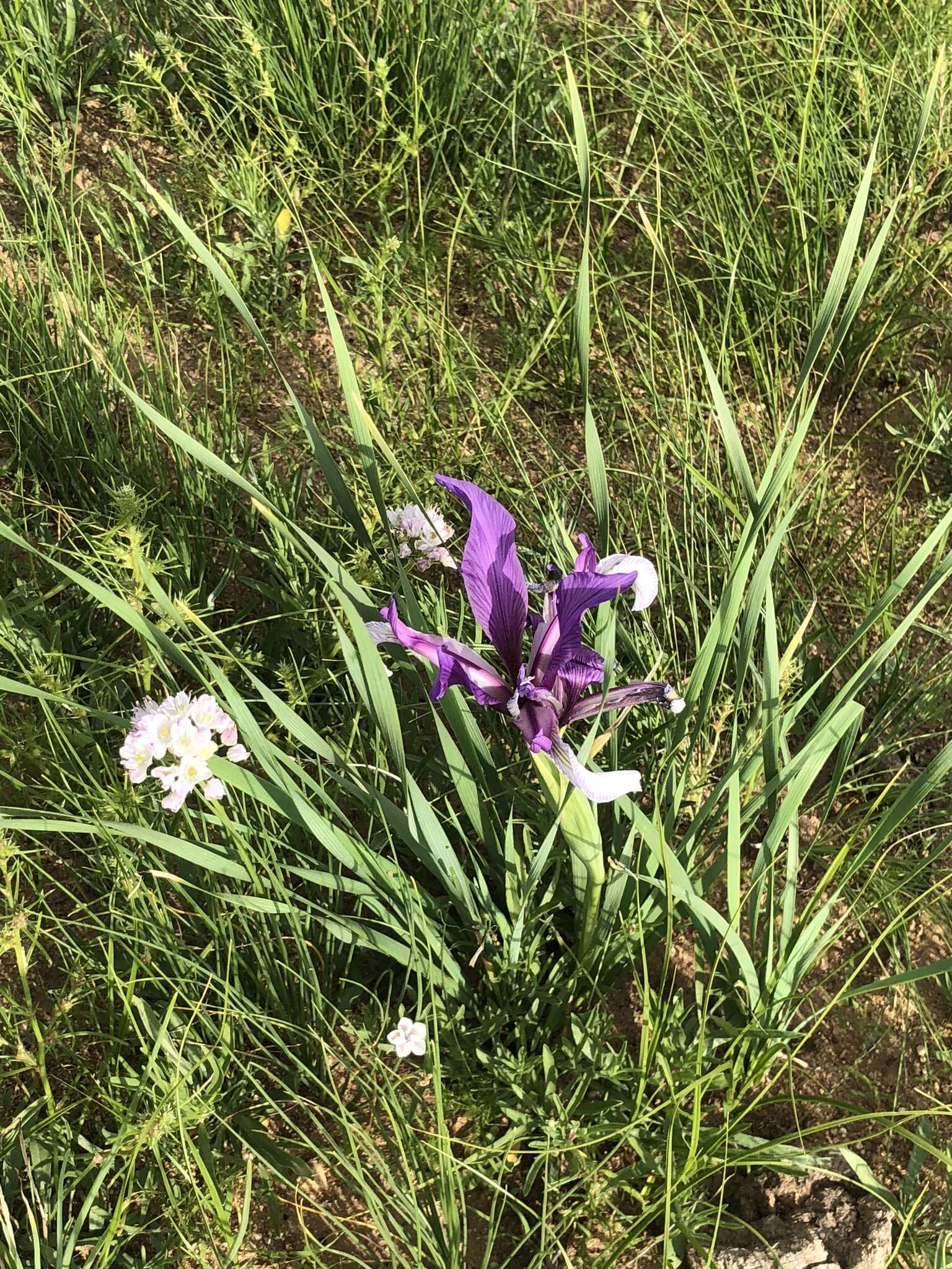 Plancia ëd Iris bungei Maxim.