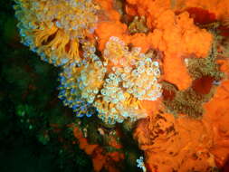 Image of Double blue tunicates