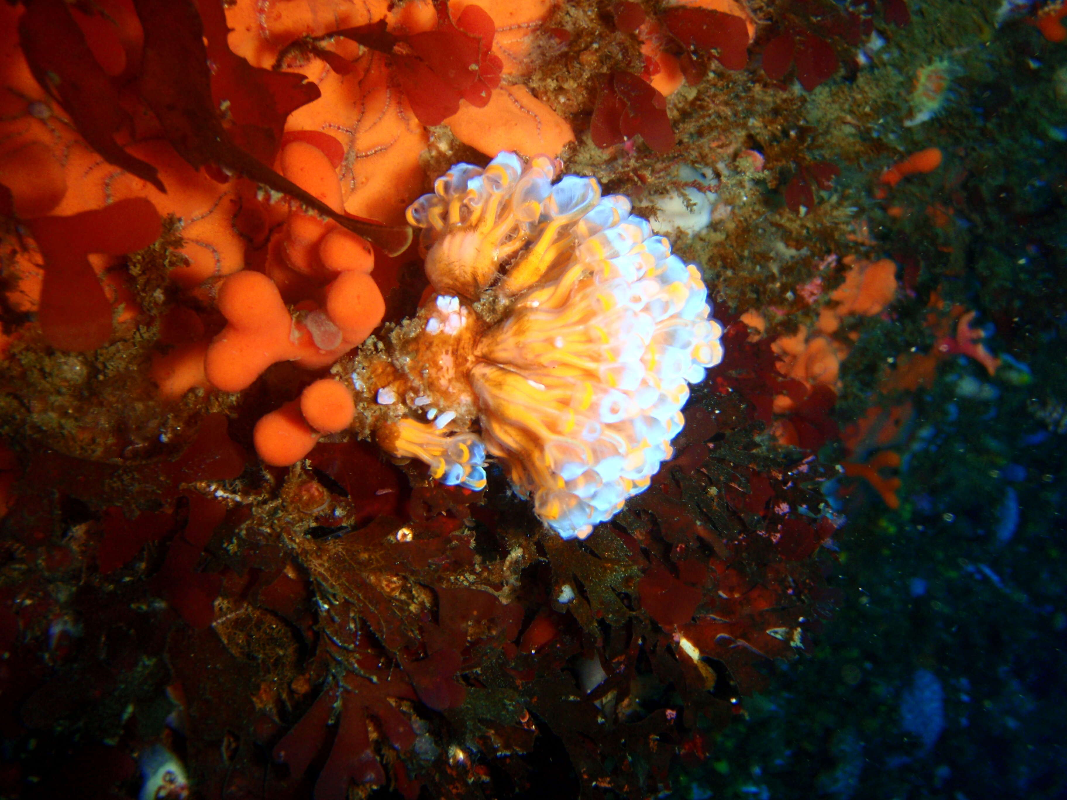 Image of Double blue tunicates