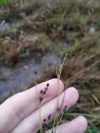 Imagem de Juncus alpinoarticulatus Chaix