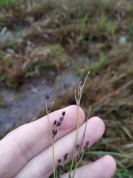 Слика од Juncus alpinoarticulatus Chaix