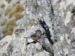 Imagem de Cisticola fulvicapilla silberbauer (Roberts 1919)