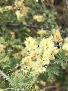 Imagem de Vachellia rigidula (Benth.) Seigler & Ebinger